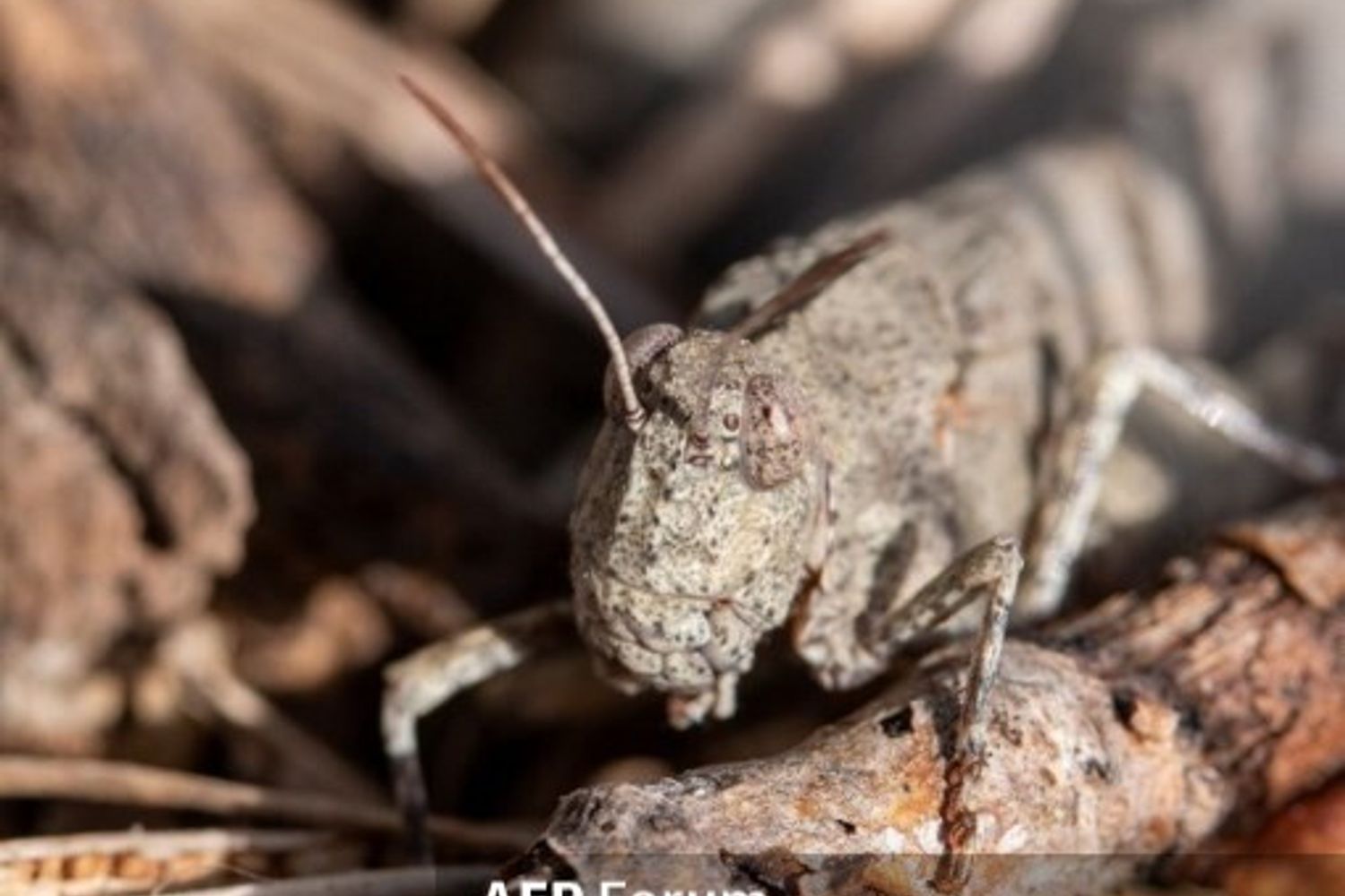 Primo piano di una cavalletta
