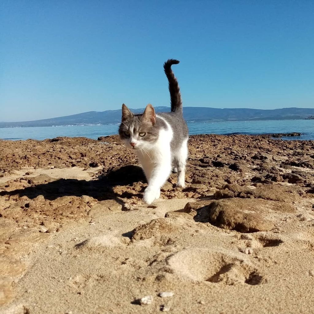 Uno dei gatti dell'Oasi felina di Su Pallosu (Oristano)