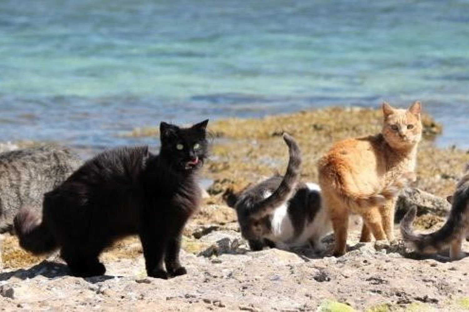 I mici di Su Pallosu in spiaggia&nbsp;