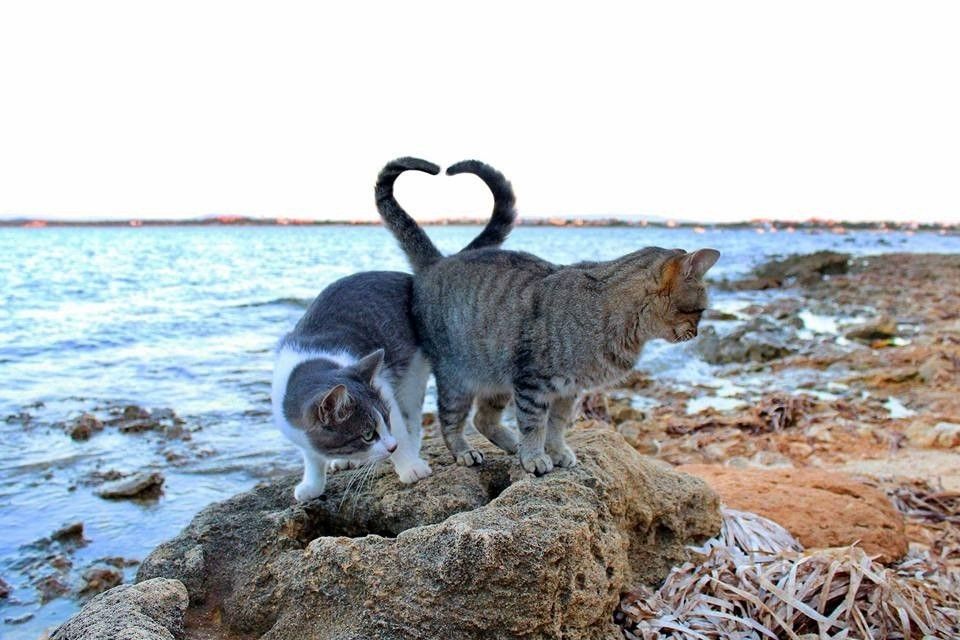 I mici di Su Pallosu