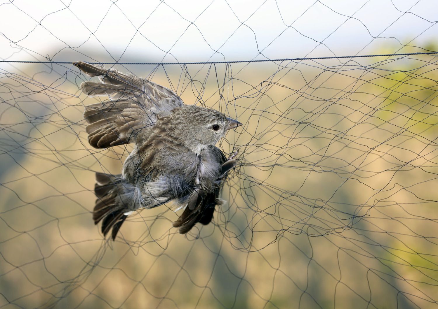 Un uccello intrappolato