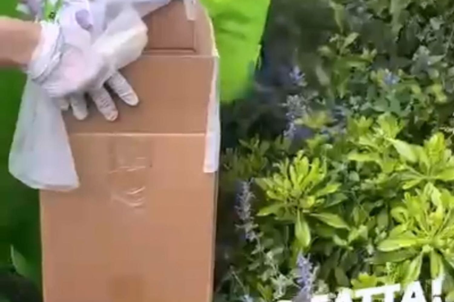 Il colombaccio salvato sul balcone di Fedez