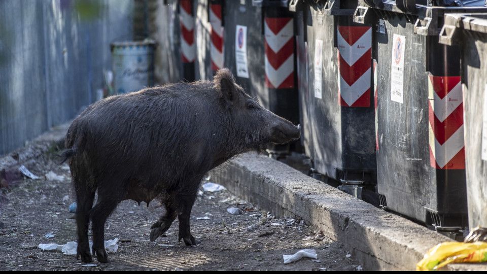 Un cinghiale fiuta i cassonetti della spazzatura