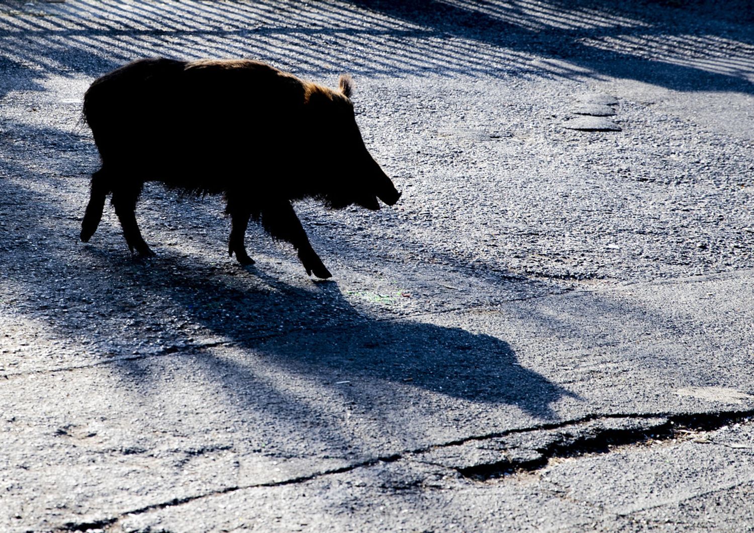 Un cinghiale a passeggio a Montemario, a Roma