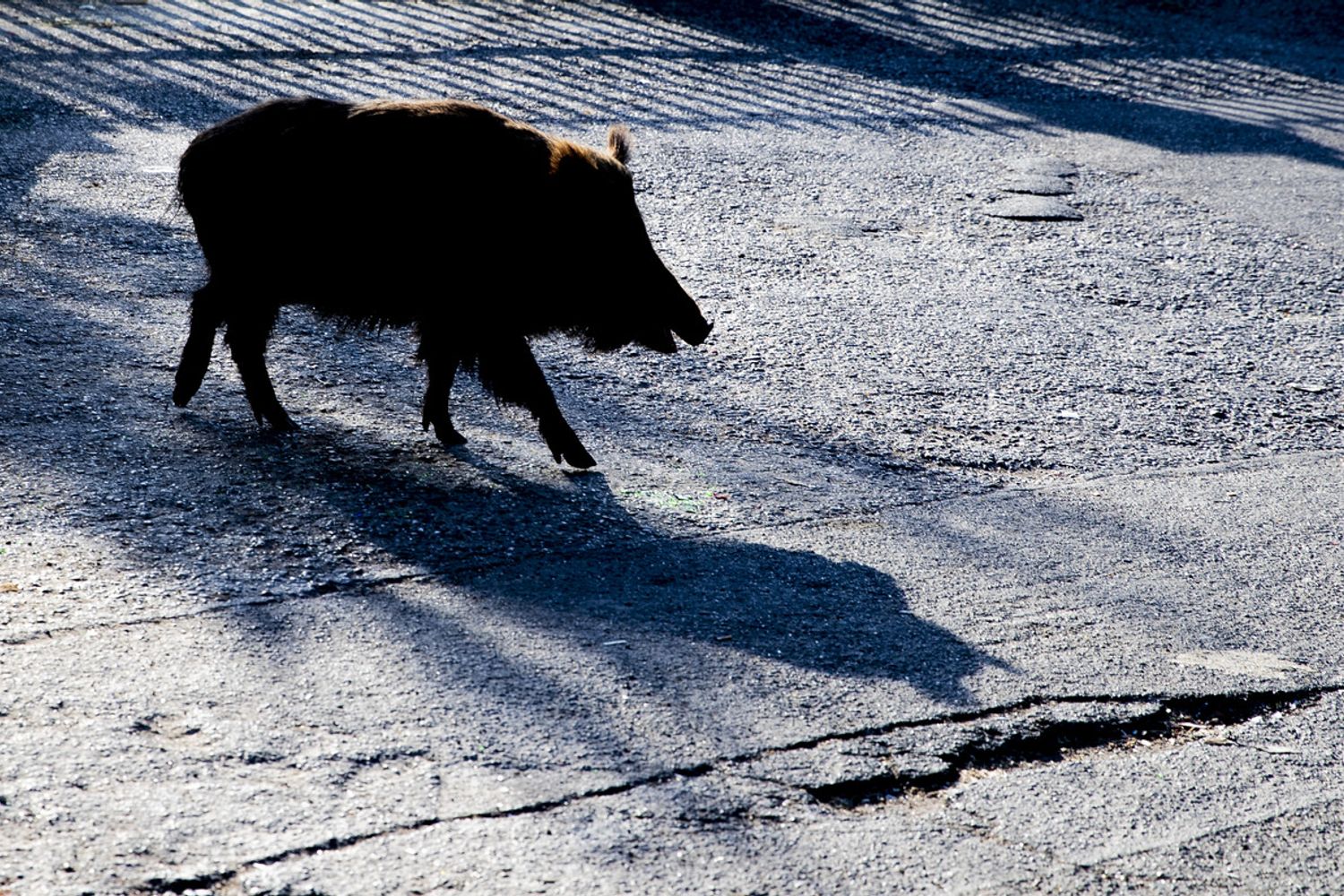 Un cinghiale a passeggio a Montemario, a Roma