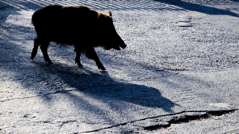 Un cinghiale a passeggio a Montemario, a Roma