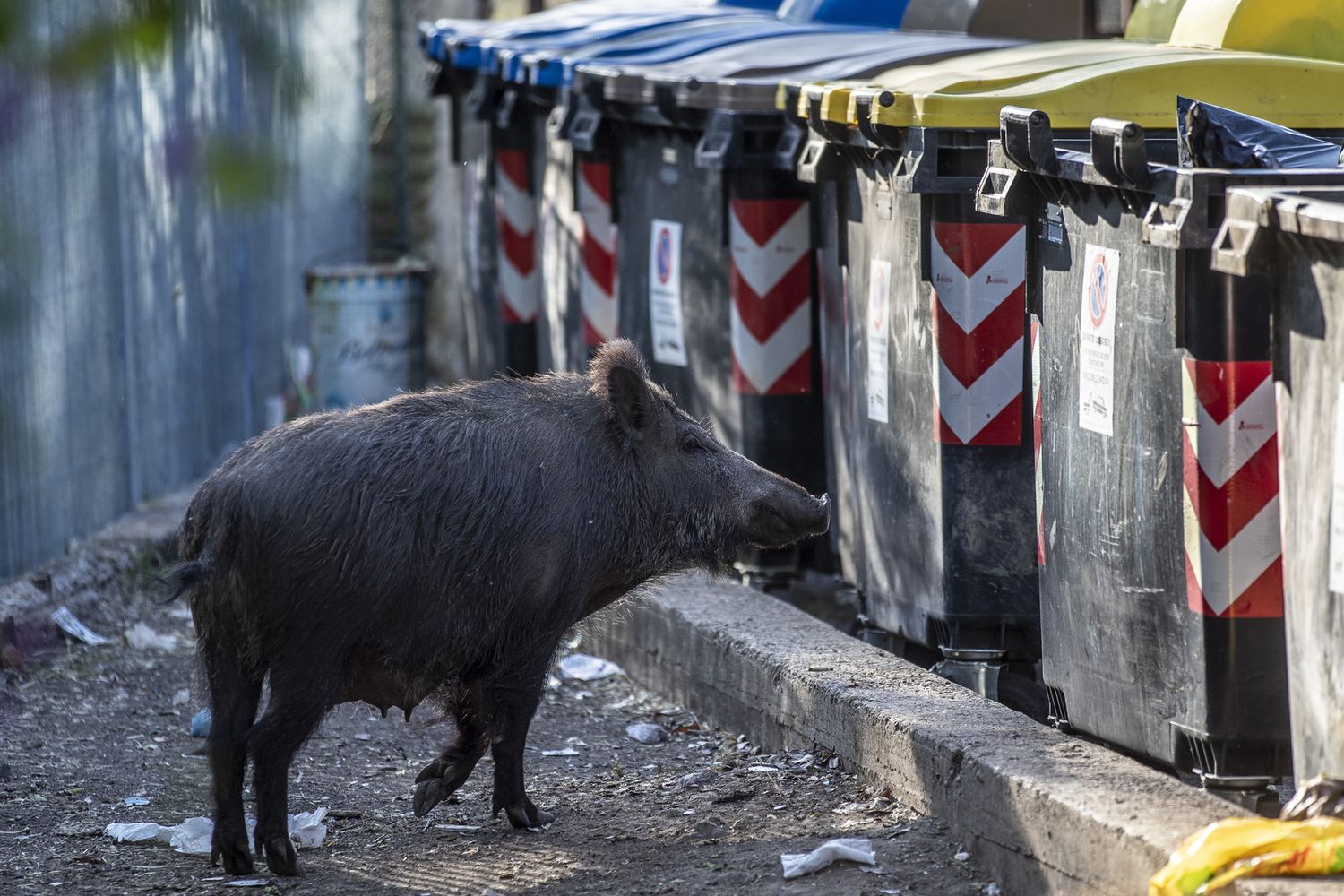 Un cinghiale fiuta i cassonetti della spazzatura