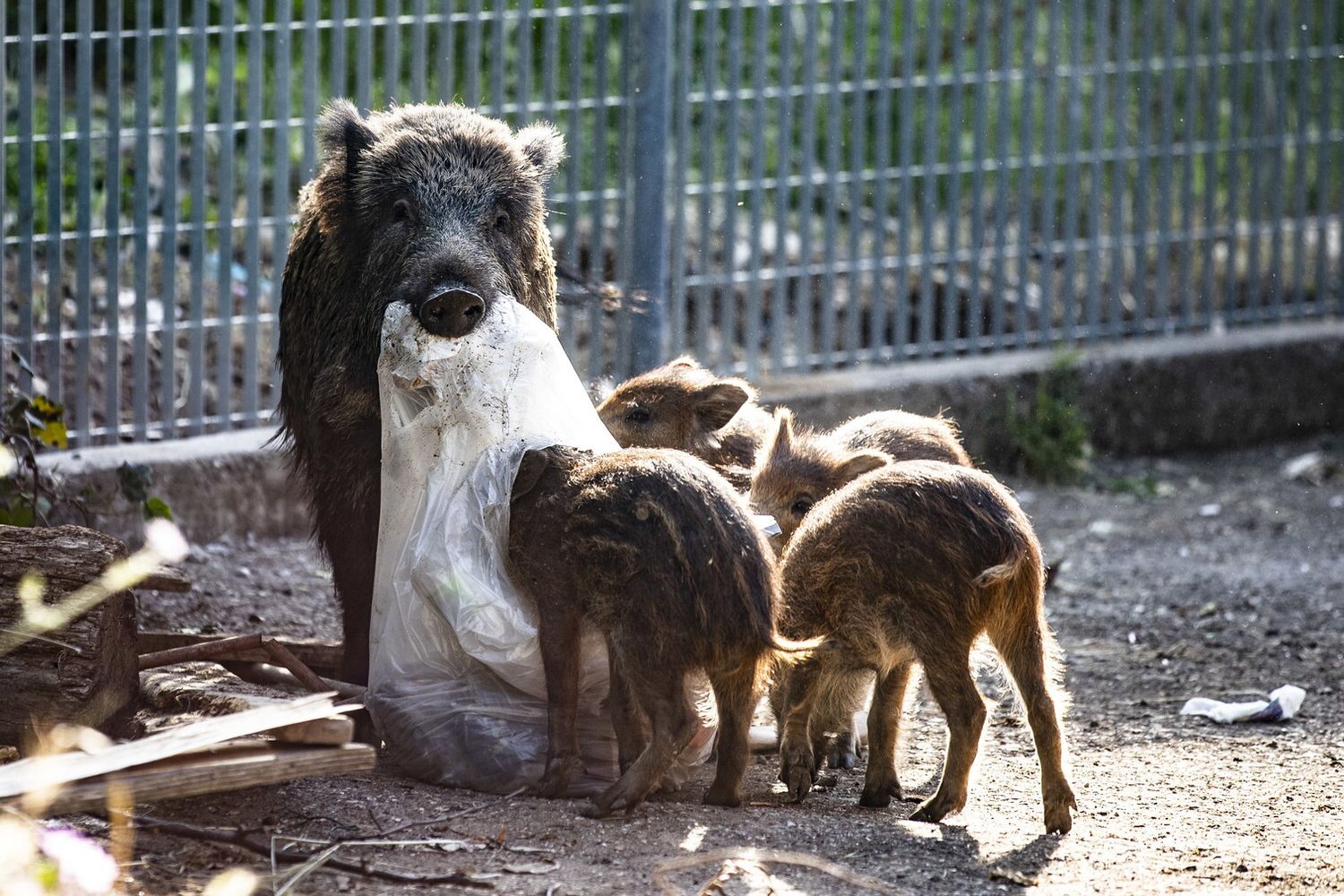 Una mamma cinghiale offre il bottino di caccia ai suoi piccoli