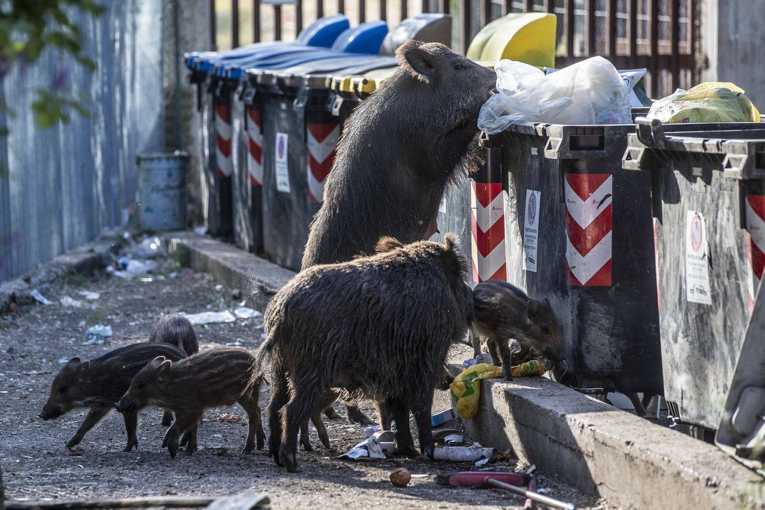 Cinghiali a caccia nei cassonetti