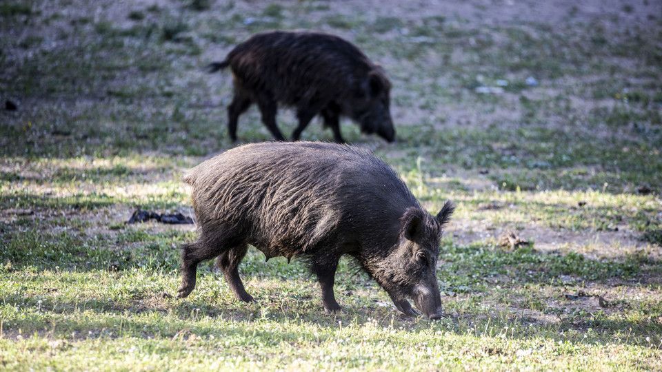 Al pascolo al parco dell'Insugherata