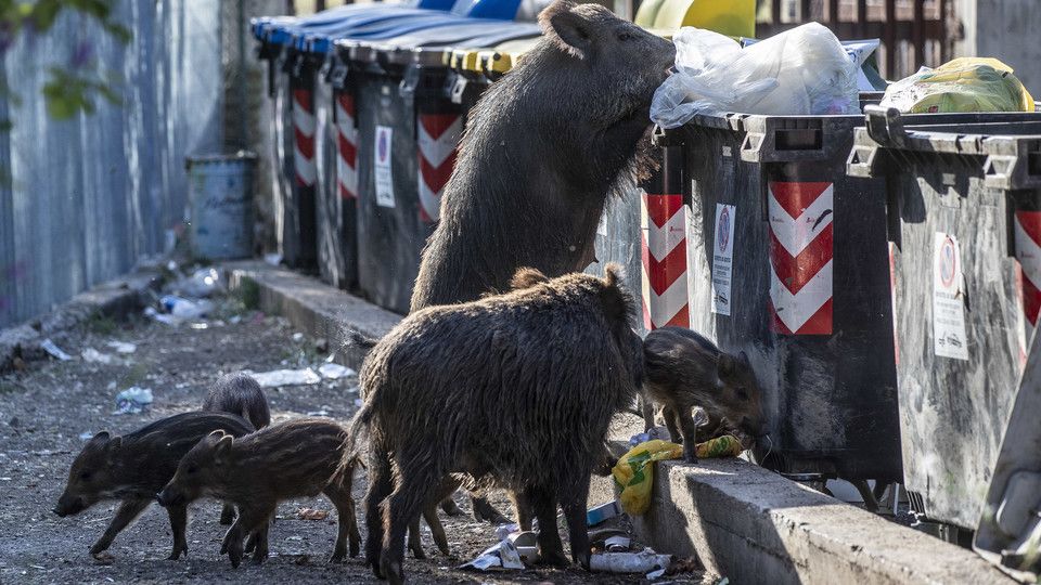 Cinghiali a caccia nei cassonetti