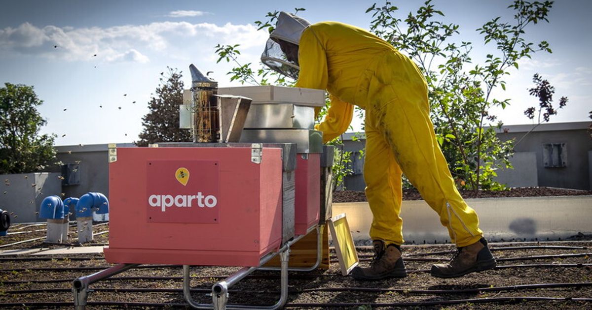 Adottare un apiario per salvare le api, l