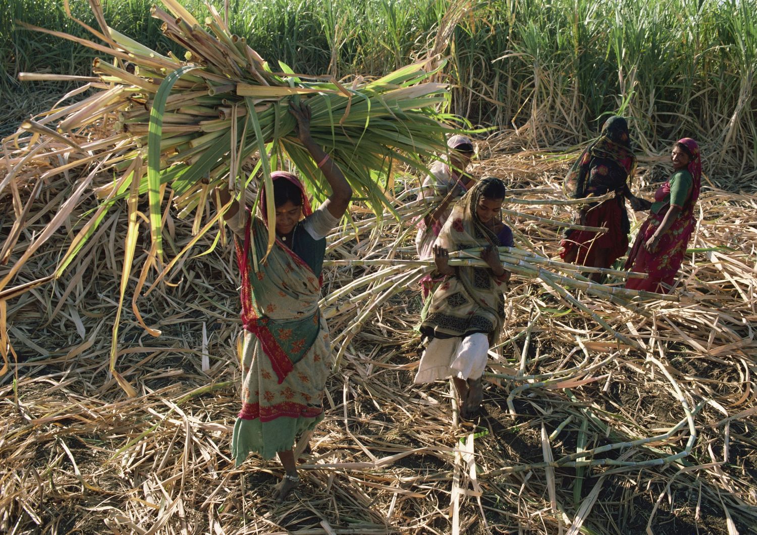 Donne impegnate nella raccolta della canna da zucchero in India