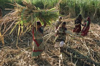 Donne impegnate nella raccolta della canna da zucchero in India