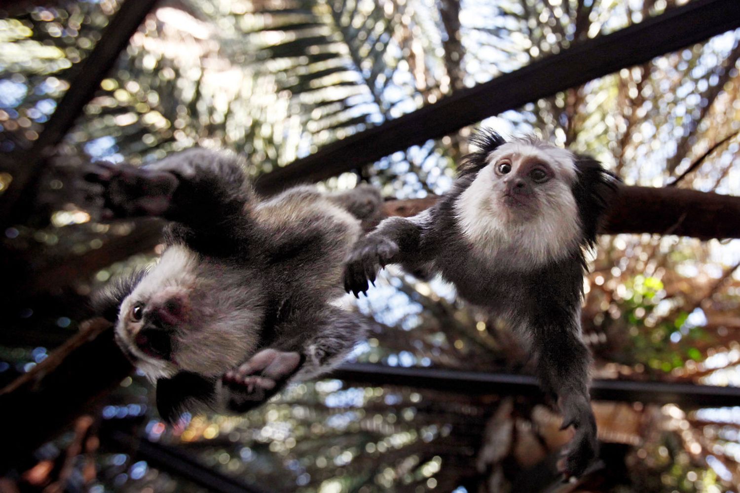 Scimmie delle isole Canarie