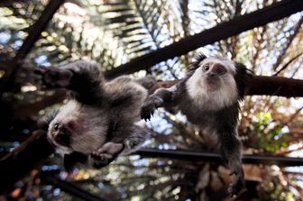 Scimmie delle isole Canarie