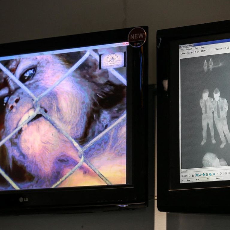 Vaiolo delle scimmie