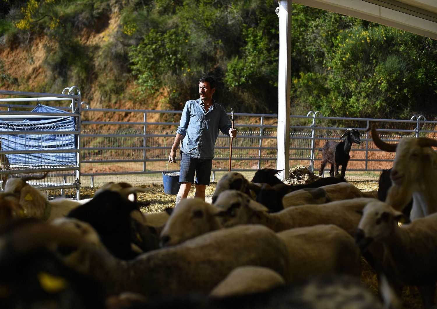 Pastore e gregge di pecore in un parco di Barcellona