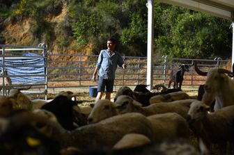 Pastore e gregge di pecore in un parco di Barcellona