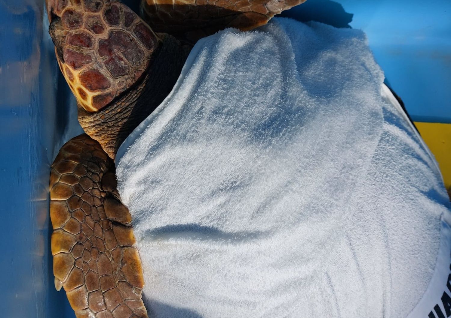 tita lela tartarughe liberate acquario genova