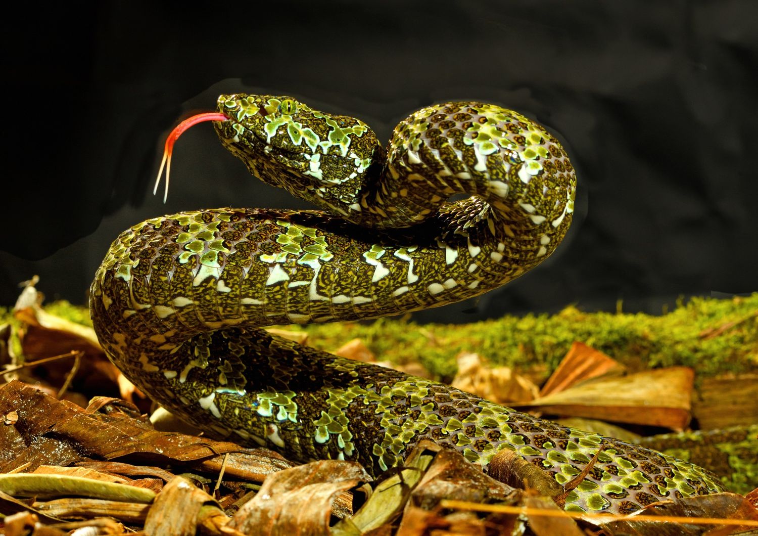 piu specie di rettili a rischio di estinzione