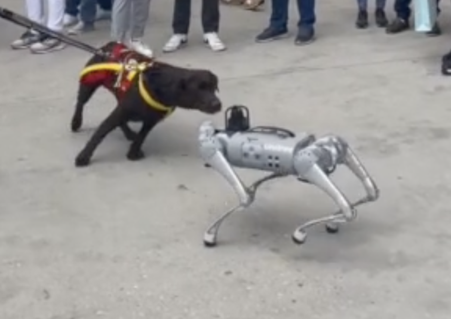 Cosa succede quando cane carne ossa incontra cane robot