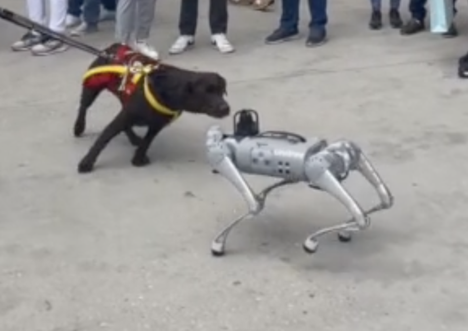 Cosa succede quando un cane in carne e ossa incontra un cane robot