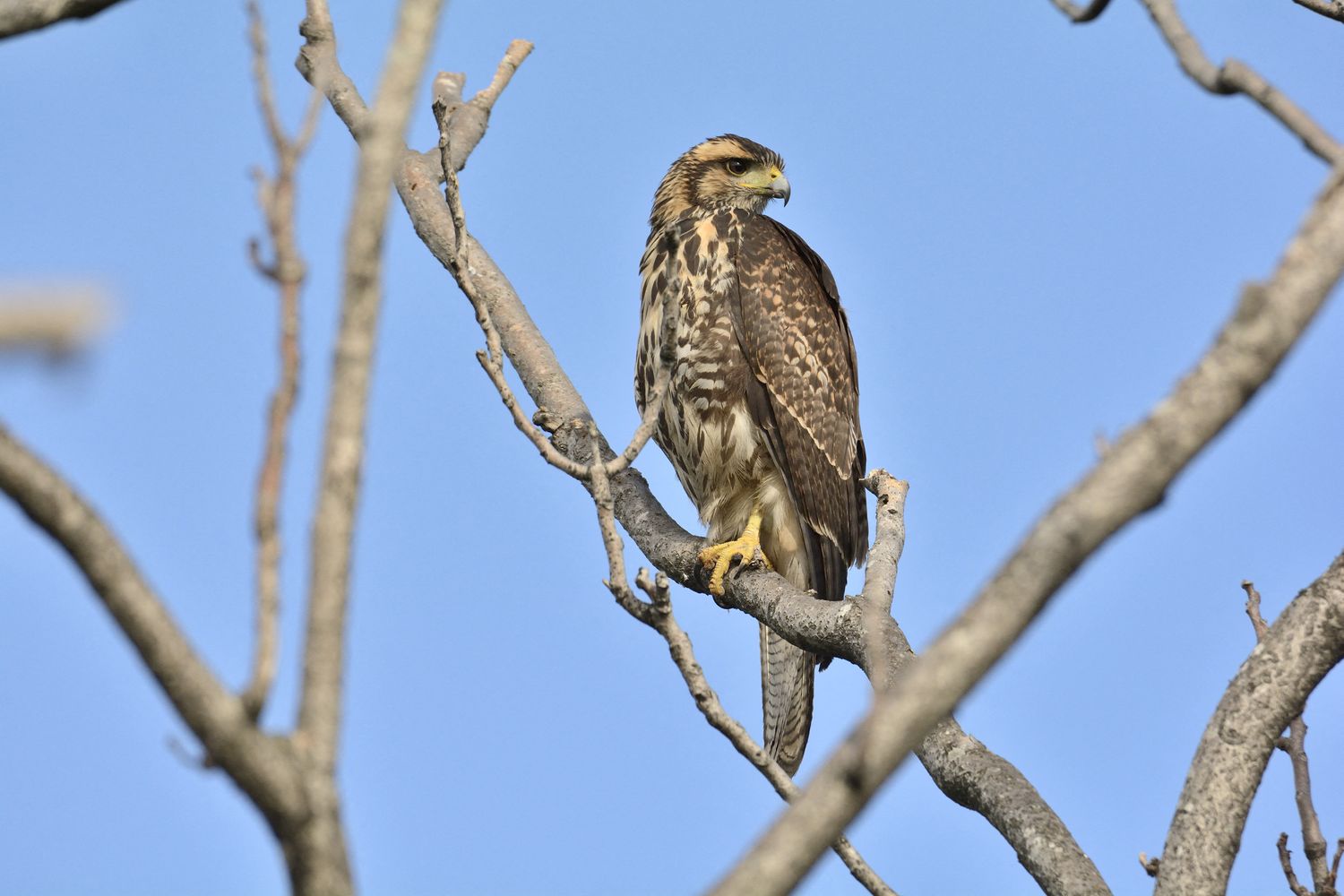 Esemplare di Poiana Harris