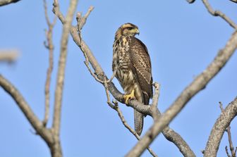 Esemplare di Poiana Harris