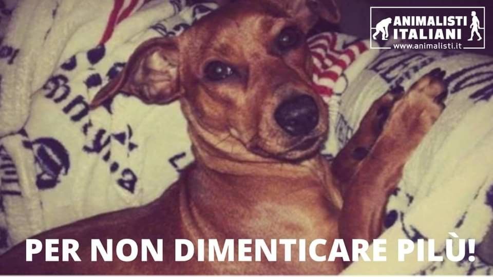 Il cagnolino Pil&ugrave;&nbsp;