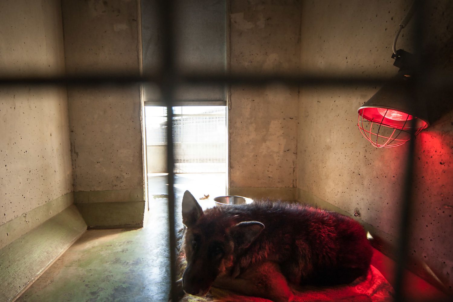 Un cagnollino in un canile&nbsp;