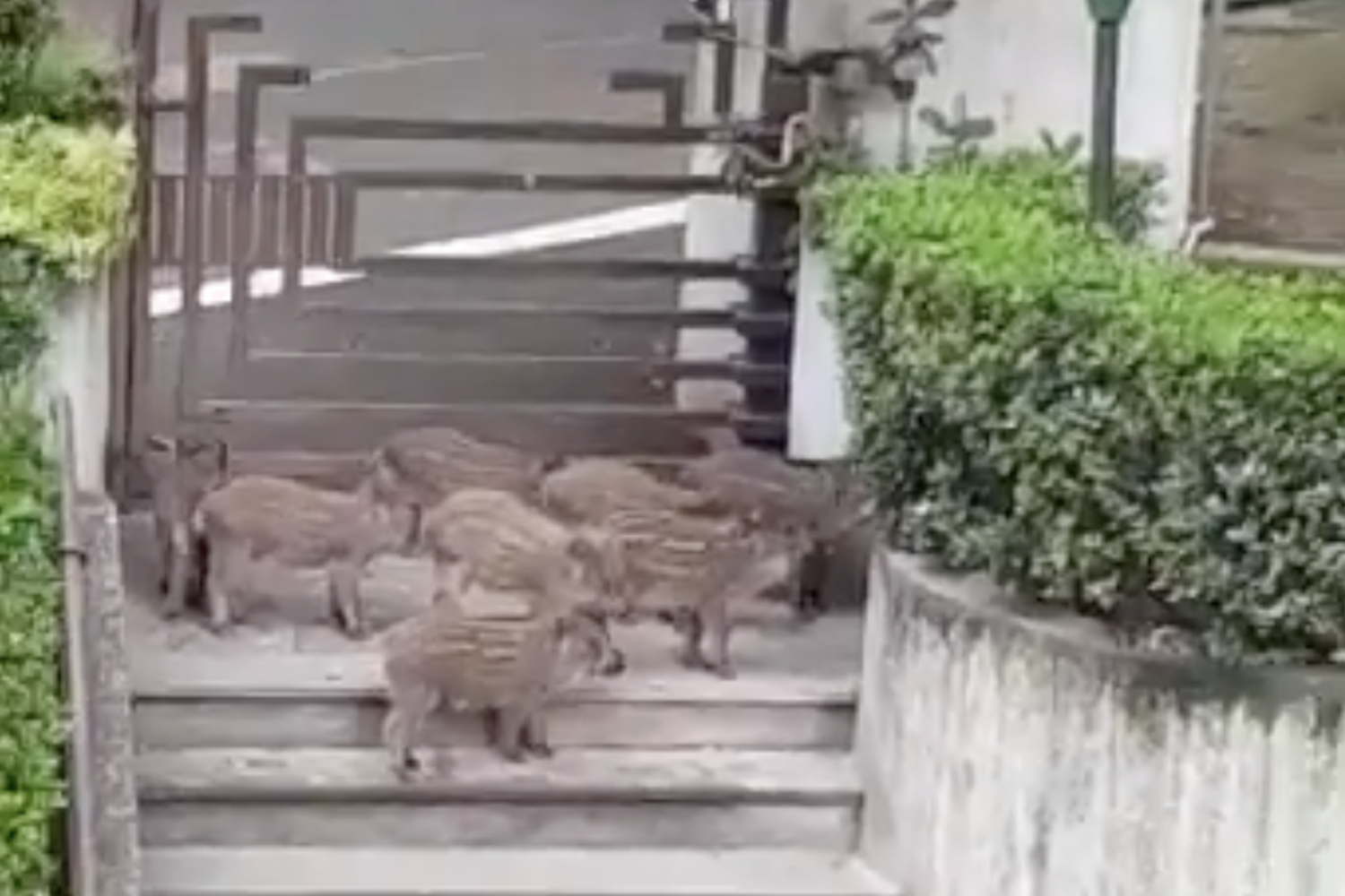 Cinghiali a Roma Nord