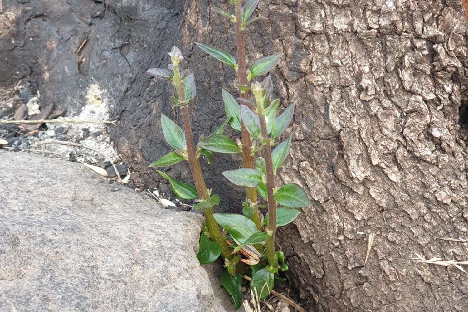 I primi germogli dell'olivastro millenario di Cuglieri (Oristano), a dieci mesi dall'incendio del luglio 2021 sul Montiferru