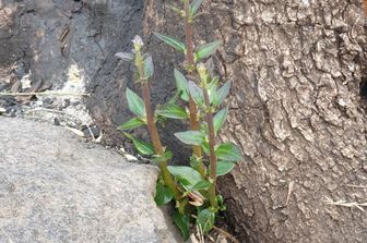 I primi germogli dell'olivastro millenario di Cuglieri (Oristano), a dieci mesi dall'incendio del luglio 2021 sul Montiferru
