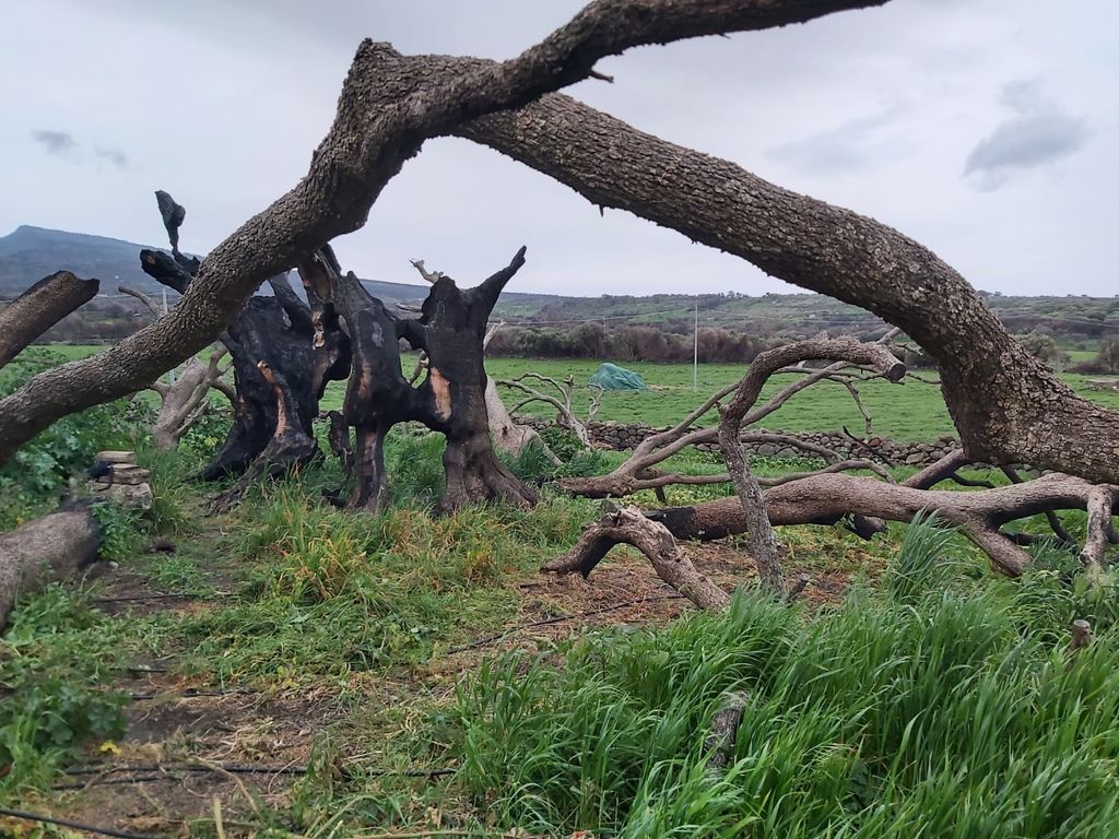 L'olivastro millenario di Cuglieri (Oristano) dopo l'incendio del luglio 2021