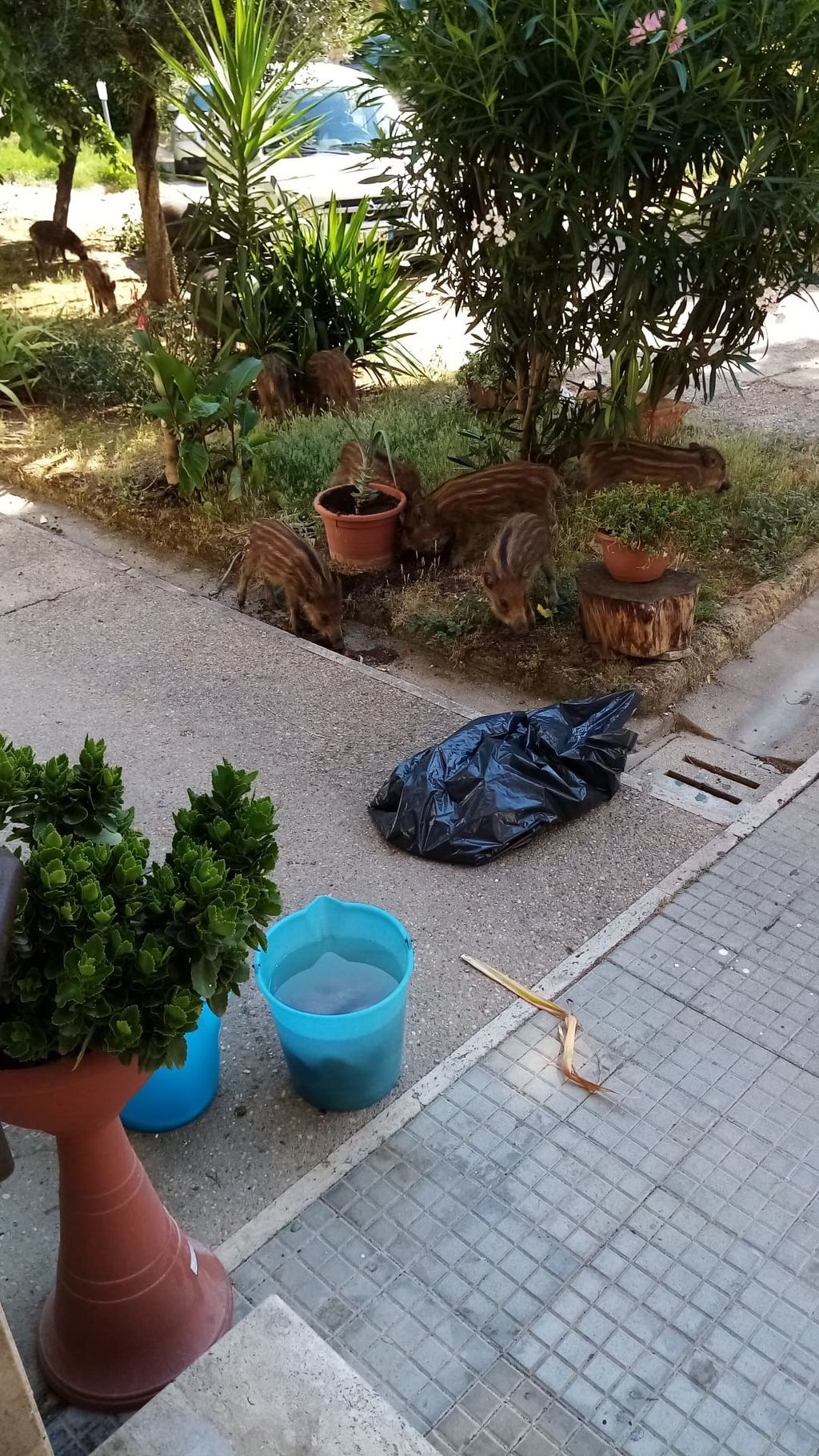 I cinghiali che hanno assaltato un condominio di Roma alle spalle del Vaticano