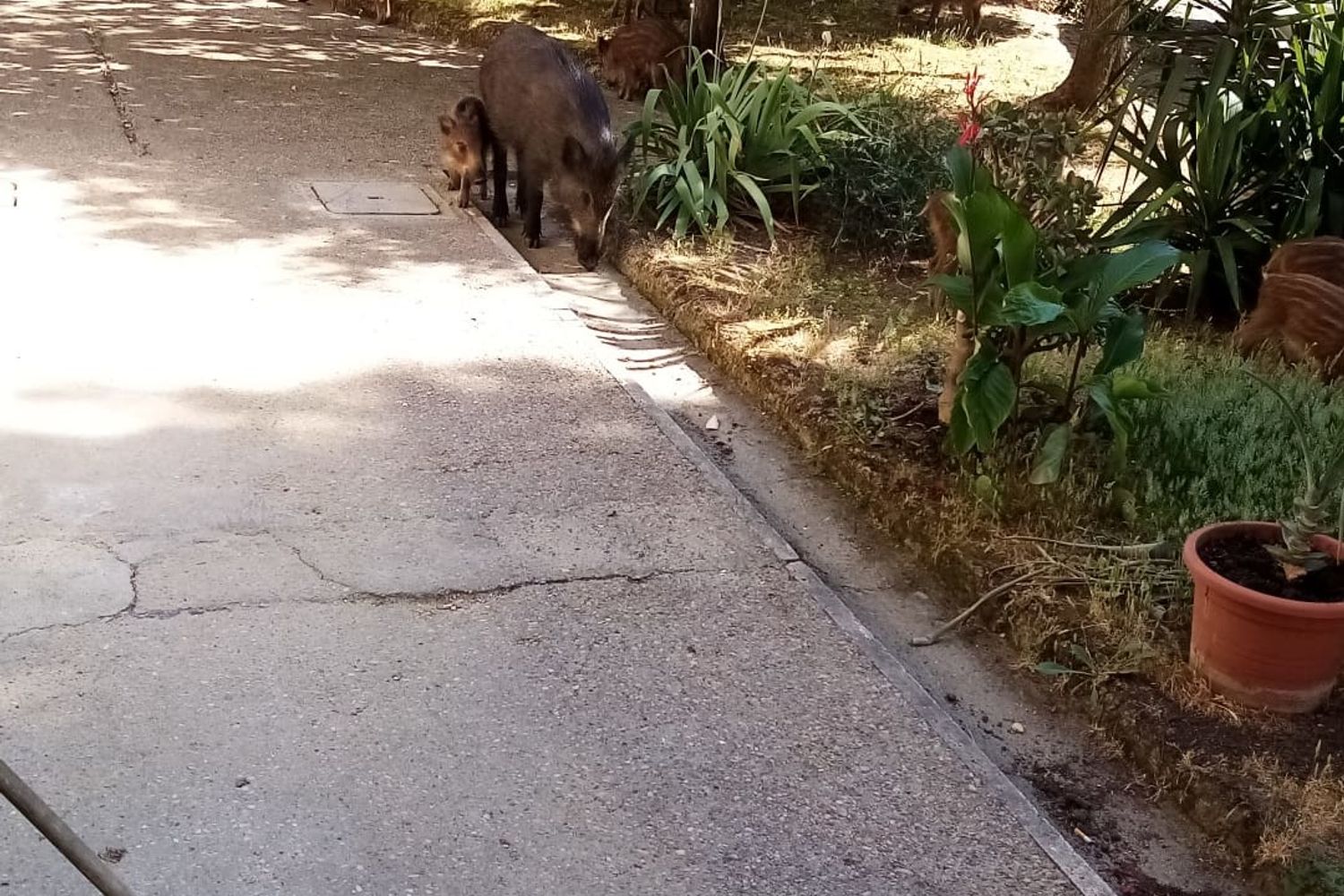 I cinghiali che hanno assaltato un condominio di Roma alle spalle del Vaticano