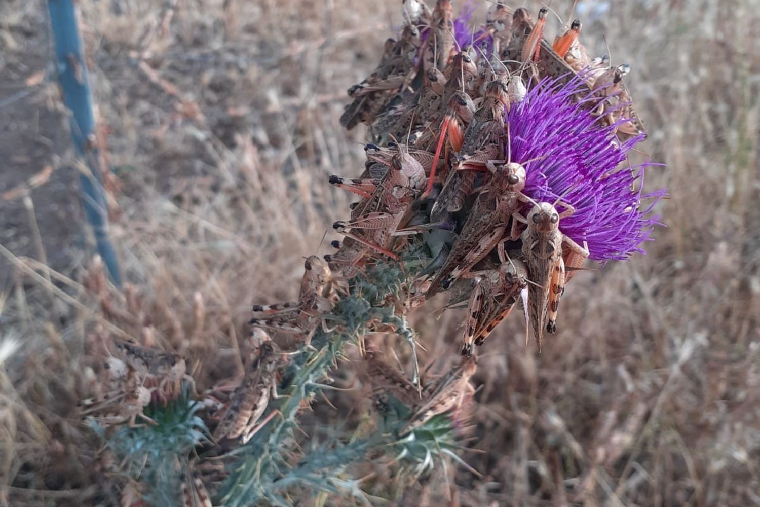 Cavallette in un'azienda agricola del Nuorese
