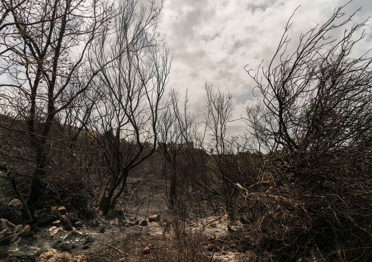 I boschi di Cuglieri sul Montiferru (Oristano) dopo l'incendio del luglio 2021