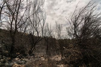 I boschi di Cuglieri sul Montiferru (Oristano) dopo l'incendio del luglio 2021