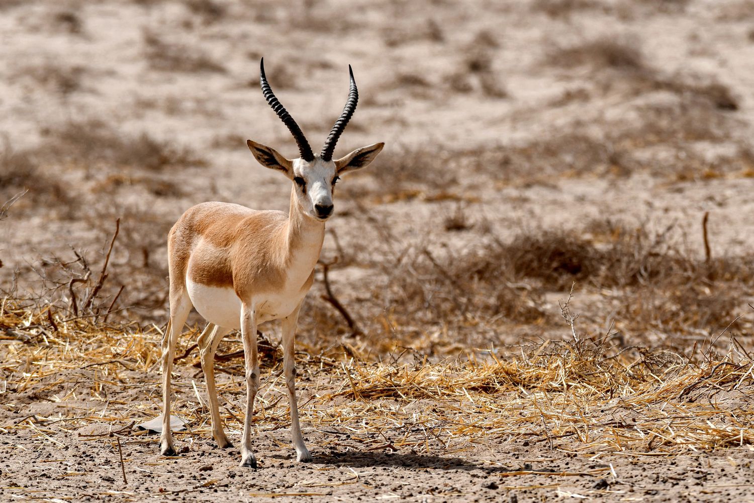 Gazzelle di Sawa, Iraq
