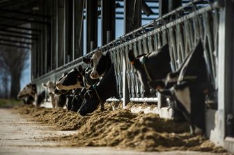 Un allevamento di mucche da latte nel Lodigiano