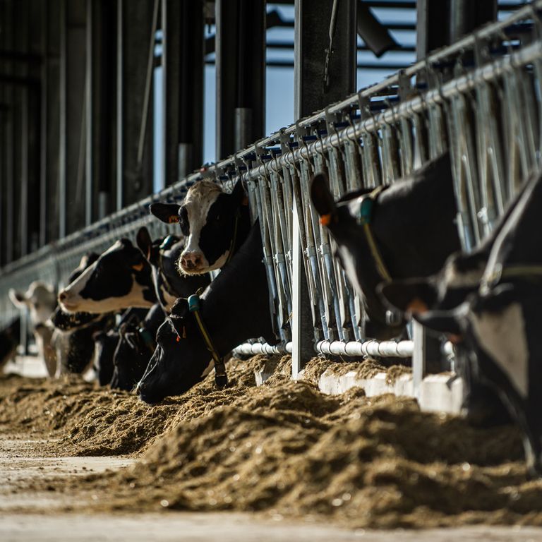 Un allevamento di mucche da latte nel Lodigiano