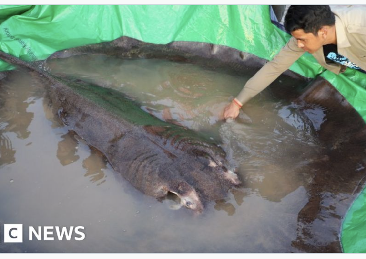 catturata razza fiume mekong record mondiale