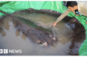 catturata razza fiume mekong record mondiale