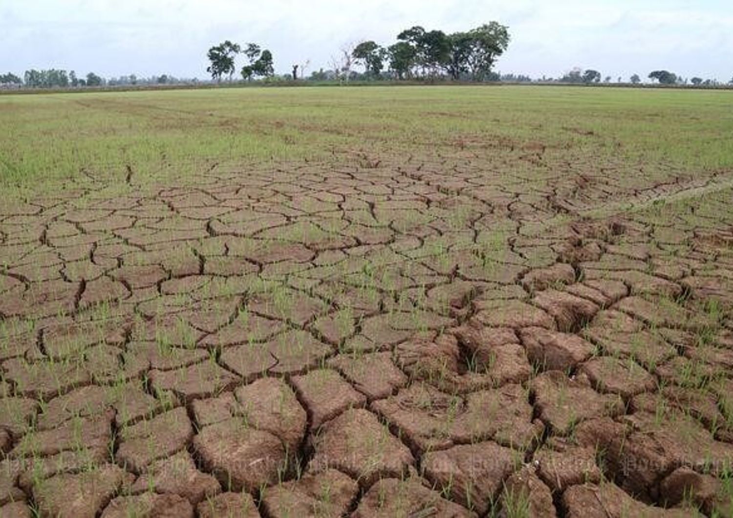 Effetti della siccità su una risaia nel Pavese