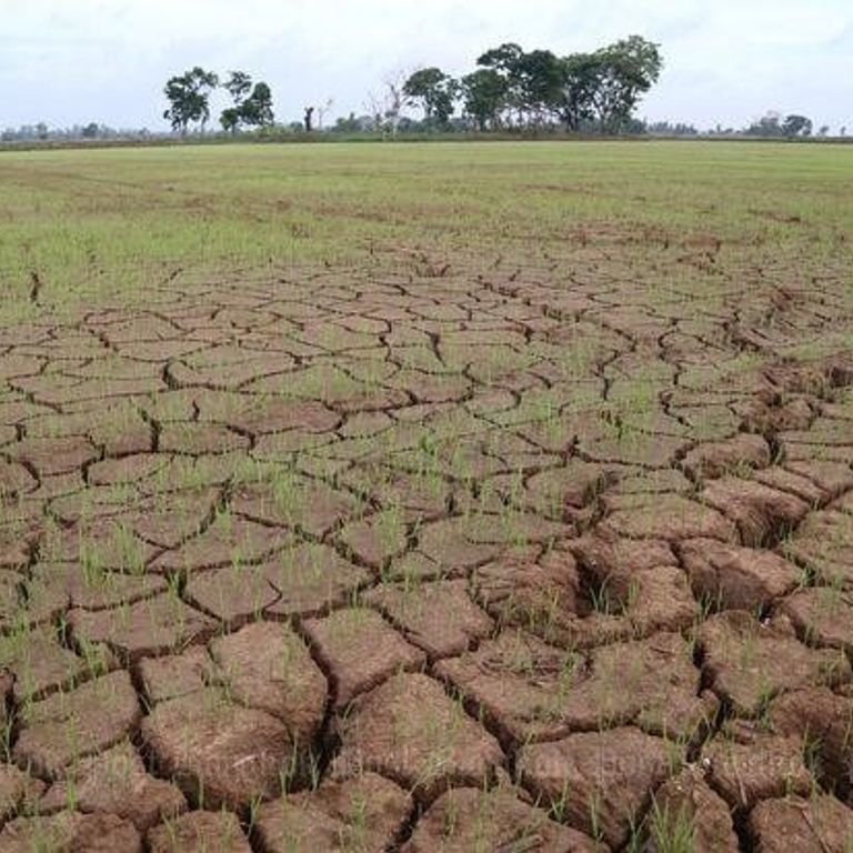 Effetti della siccit&agrave; su una risaia nel Pavese