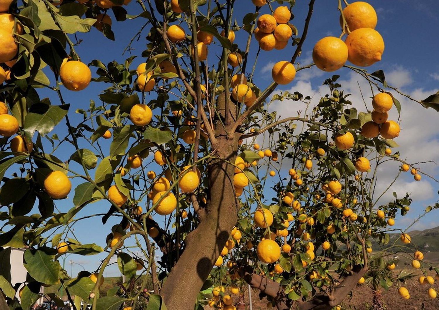 Alberi di limoni