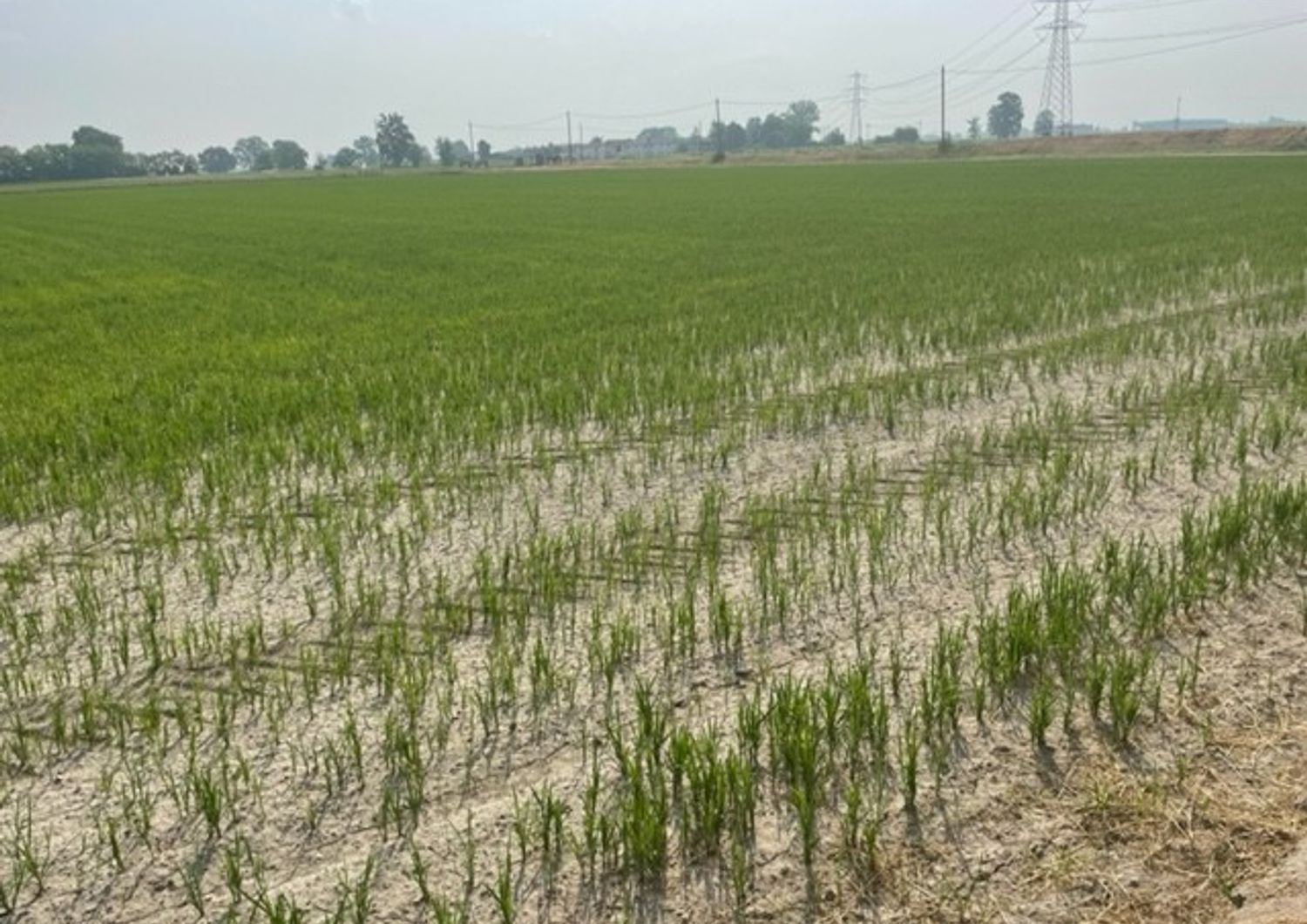 &nbsp;Un campo di riso nel Pavese secco a causa della siccit&agrave;