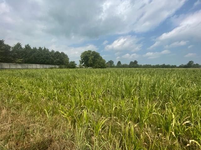 Un campo di mais allo stremo